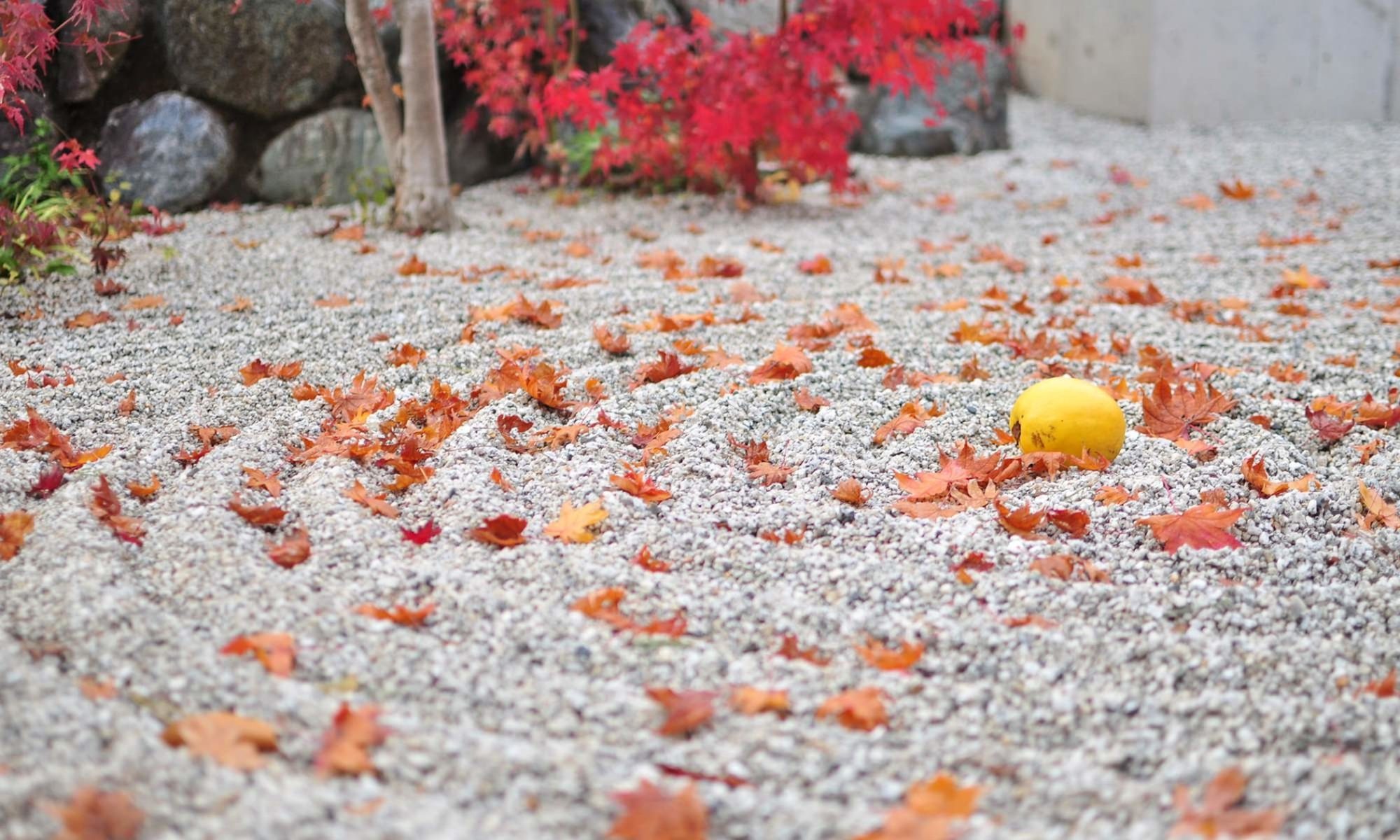 京都の地元事業者・京都在住者だからこそ伝えられる、京都観光のおすすめスポットやイベント、いざという時の情報などを定期的に紹介しています。初めて訪れる方もリピーターの方も、春夏秋冬の京都をぜひ楽しんで下さい。